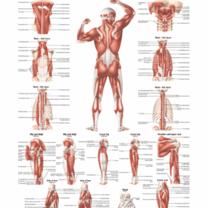 Muscular System - Deep Layers Back View Anatomical Chart