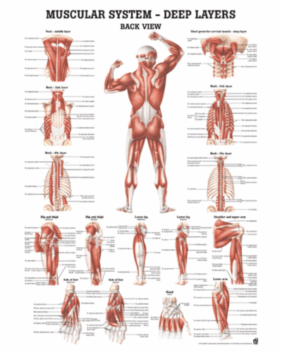 Muscular System - Deep Layers Back View Anatomical Chart