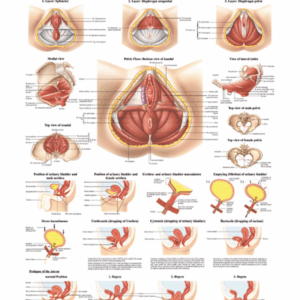 Pelvic Floor Musculature Normal Anatomy and Disease