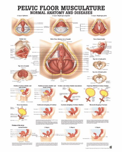 Pelvic Floor Musculature Normal Anatomy and Disease