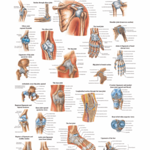 Human Joints and Ligaments Anatomical Chart