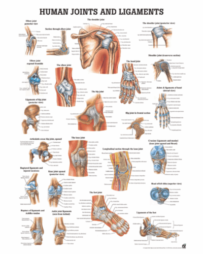 Human Joints and Ligaments Anatomical Chart