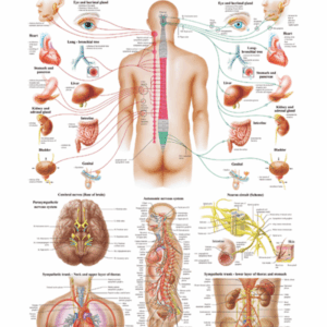 Vegetative Nervous System Anatomical Chart