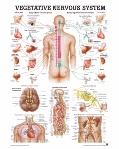 Vegetative Nervous System Anatomical Chart