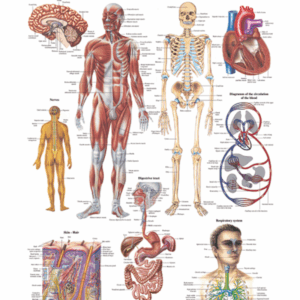 The Human Body Anatomical Chart