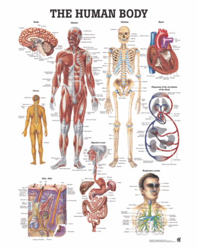 The Human Body Anatomical Chart