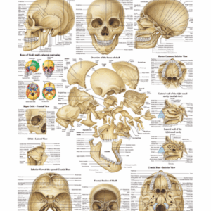 The Human Skull Anatomical Chart