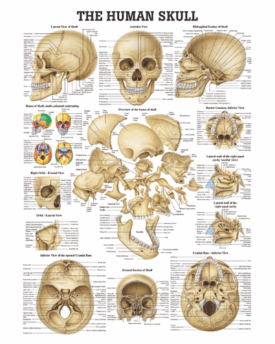 The Human Skull Anatomical Chart