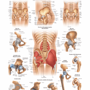 Hip and Hip Joint Anatomical Chart