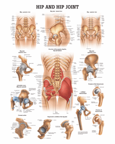Hip and Hip Joint Anatomical Chart