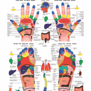 Physiotherapy I Reflexzones Hand and Feet Anatomical Chart