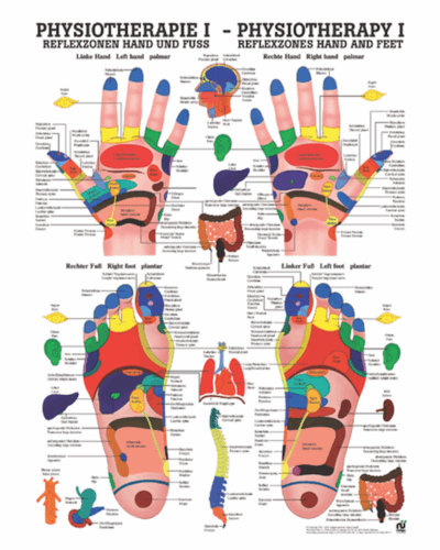 Physiotherapy I Reflexzones Hand and Feet Anatomical Chart
