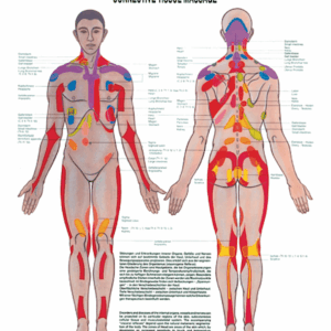 Physiotherapy III Connective Tissue Massage Anatomical Chart