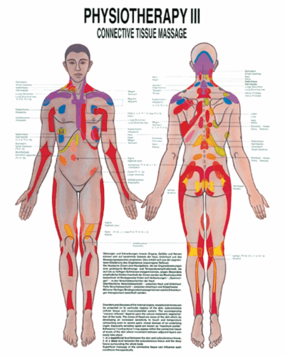 Physiotherapy III Connective Tissue Massage Anatomical Chart