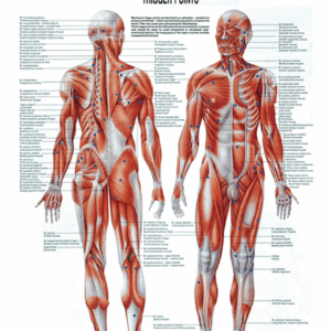 Physiotherapy IV Trigger Points Anatomical Chart