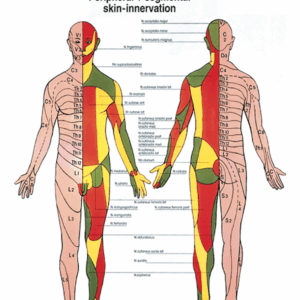 Physiotherapy V Peripheral + Segmental Skin - Innervation Anatomical Chart