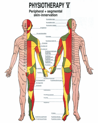 Physiotherapy V Peripheral + Segmental Skin - Innervation Anatomical Chart