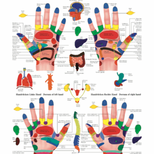 Physiotherapy VI Reflexzones Hands Anatomical Chart