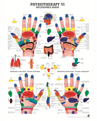 Physiotherapy VI Reflexzones Hands Anatomical Chart
