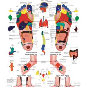 Physiotherapy VII Reflexzones Feet Anatomical Chart
