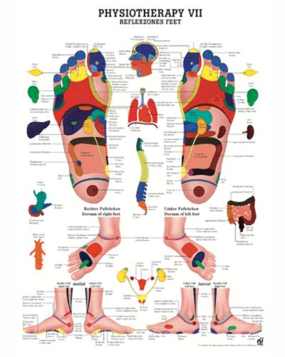 Physiotherapy VII Reflexzones Feet Anatomical Chart