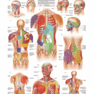 Physiotherapy VIII Triggerpoints Head and Torso Anatomical Chart