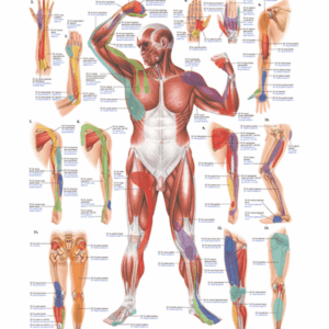 Physiotherapy IX Triggerpoints Arms and Legs Anatomical Chart