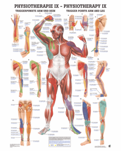 Physiotherapy IX Triggerpoints Arms and Legs Anatomical Chart