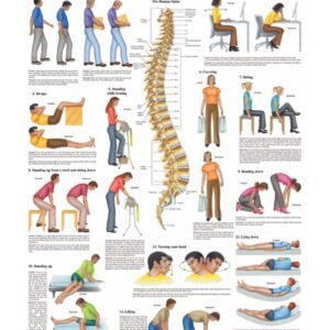 Do's and Dont's For your Back Anatomical Chart