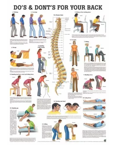 Do's and Dont's For your Back Anatomical Chart