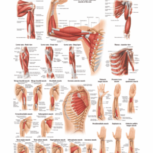 The Muscles of the Human Arm Anatomical Chart
