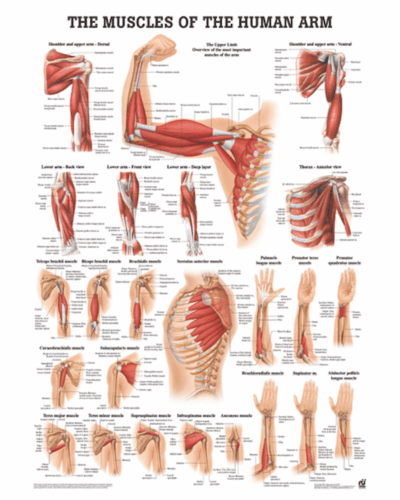 The Muscles of the Human Arm Anatomical Chart