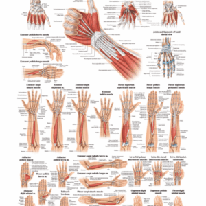 The Muscles of the Human Hand Anatomical Chart