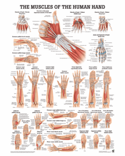 The Muscles of the Human Hand Anatomical Chart