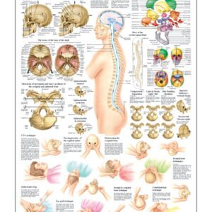 Cranial Osteopathy Anatomical Chart