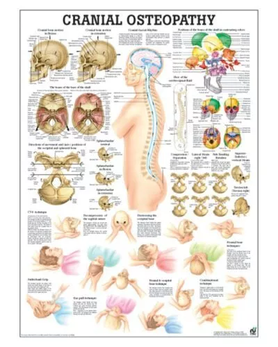 Cranial Osteopathy Anatomical Chart