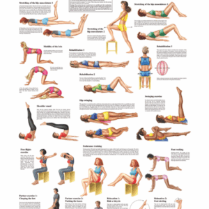 Exercises for the Pelvic Floor Anatomical Chart