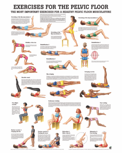 Exercises for the Pelvic Floor Anatomical Chart