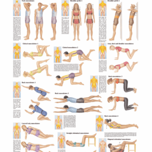 Exercises for the Spine Anatomical Chart