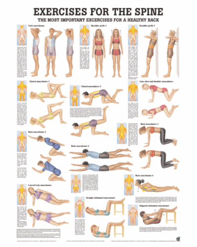 Exercises for the Spine Anatomical Chart