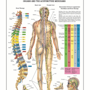Acupressure Anatomical Chart