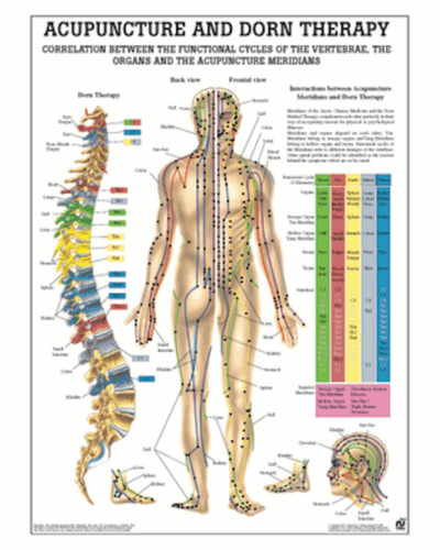 Acupuncture and Dorn Therapy Anatomical Chart