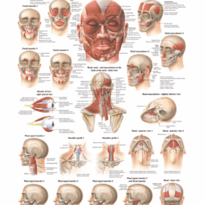 Musculature of the Head Anatomical Chart