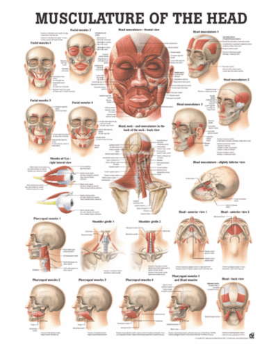 Musculature of the Head Anatomical Chart
