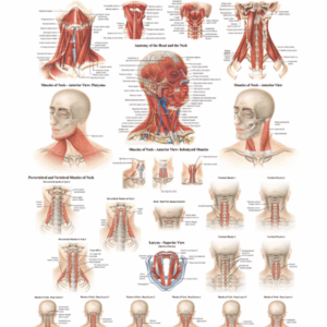 Muscles of the Neck Anatomical Chart