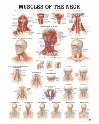 Muscles of the Neck Anatomical Chart
