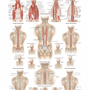 Spinal Muscles Anatomical Chart