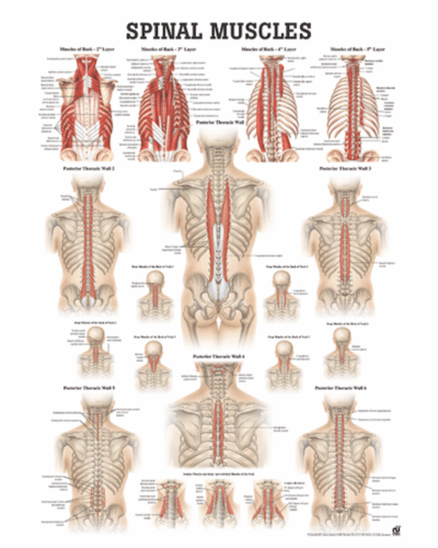Spinal Muscles Anatomical Chart