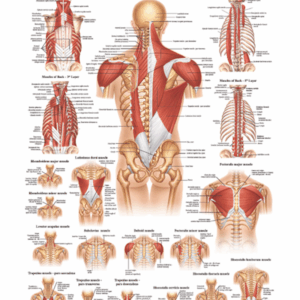 Muscles of Shoulder and Back Anatomical Chart