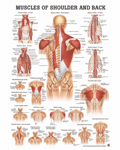 Muscles of Shoulder and Back Anatomical Chart